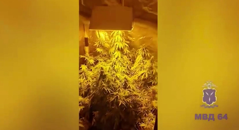 На даче саратовца обнаружили парник с коноплей